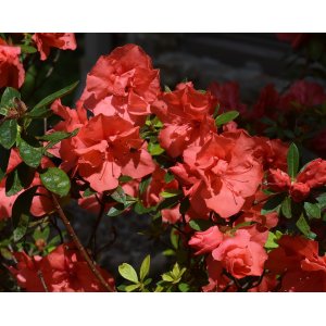 Azalka japonská (Azalea japonica) ´ORANGE BEAUTY´ - výška 30-50 cm, kont. C2L