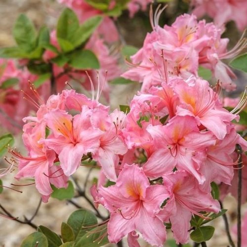 Azalka veľkokvetá (Azalea Mollis) ´PINK DELIGHT´ - výška 40-60 cm, kont. C5L