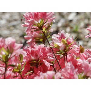 Azalka veľkokvetá (Azalea  Mollis) ´SOIR DE PARIS´ - výška 40-60 cm, kont. C1L 