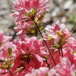 Azalka veľkokvetá (Azalea  Mollis) ´SOIR DE PARIS´ - výška 40-50 cm, kont. C5L 