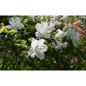 Azalka japonská (Azalea japonica) ´SCHNEEPERLE´ - výška 20-30 cm, kont. C2L