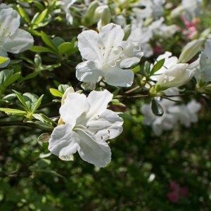 Azalka japonská (Azalea japonica) ´SCHNEEPERLE´ - výška 20-30 cm, kont. C2L