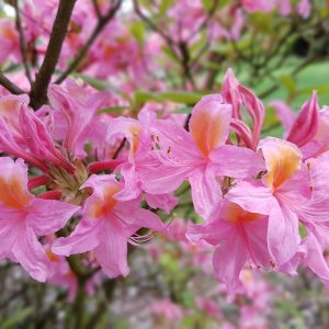 Azalka veľkokvetá (Azalea Mollis) ´CHANEL´ - výška 40-50 cm, kont. C1L 