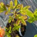 Azalka japonská (Azalea japonica) ´GEMO MOE´ - výška 30-60 cm, kont. C3L