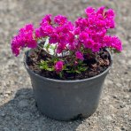 Azalka japonská (Azalea japonica) ´GEISHA PURPLE´ - výška 20-30 cm, kont. C2L