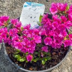 Azalka japonská (Azalea japonica) ´GEISHA PURPLE´ - výška 20-30 cm, kont. C2L