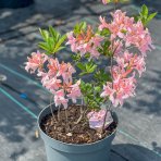 Azalka veľkokvetá (Azalea  Mollis) ´SOIR DE PARIS´ - výška 40-50 cm, kont. C5L 