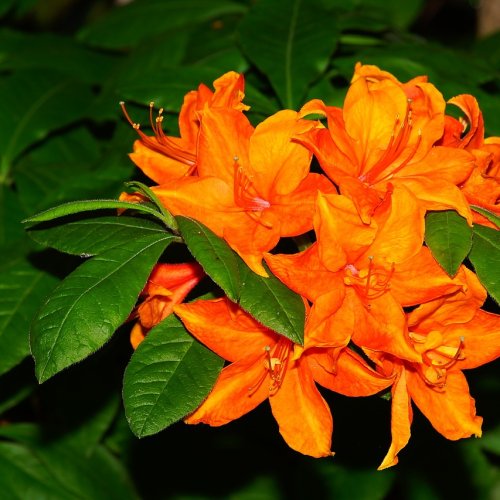 GOlden EaGLE Azalea