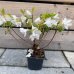 Azalka japonská (Azalea japonica) ´SCHNEEPERLE´ - výška 20-30 cm, kont. C2L