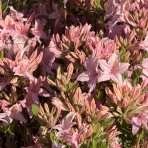 Azalka veľkokvetá (Azalea Mollis) ´CHANEL´ - výška 40-60 cm, kont. C3L