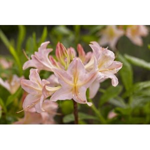 Azalka veľkokvetá (Azalea Mollis) ´CHANEL´ - výška 40-60 cm, kont. C3L/C1L