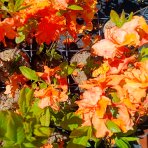 Azalka veľkokvetá (Azalea Mollis) ´GIBRALTAR´ - výška 40-60 cm, kont. C3L