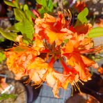 Azalka veľkokvetá (Azalea Mollis) ´GIBRALTAR´ - výška 40-60 cm, kont. C3L