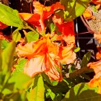 Azalka veľkokvetá (Azalea Mollis) ´GIBRALTAR´ - výška 40-60 cm, kont. C3L