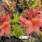 Azalka veľkokvetá (Azalea Mollis) ´GIBRALTAR´ - výška 40-60 cm, kont. C3L