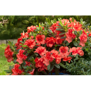 Azalka veľkokvetá (Azalea Mollis) ´GOLDFLAMME´ - výška 40-60 cm, kont. C3L