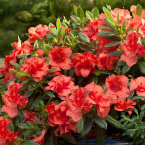 Azalka veľkokvetá (Azalea Mollis) ´GOLDFLAMME´ - výška 40-60 cm, kont. C3L
