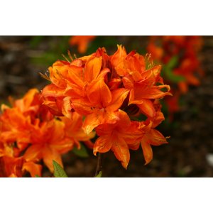 Azalka veľkokvetá (Azalea Mollis) ´GOLDFLAMME´ - výška 30-50 cm, kont. C1L