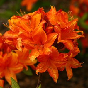 Azalka veľkokvetá (Azalea Mollis) ´GOLDFLAMME´ - výška 30-50 cm, kont. C1L