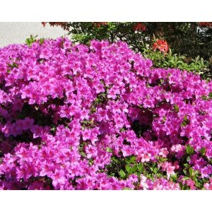 Azalka japonská (Azalea japonica) ´LILIENSTEIN´ - výška 10-15 cm, kont. C3L