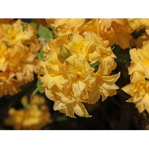 Azalka veľkokvetá (Azalea Mollis) ´YELOW POM POM - výška 40-60 cm, kont. C3L