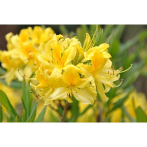 Azalka pontská (Azalea luteum) - výška 15-25 cm, kont. C1L/C3L