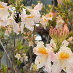 Azalka veľkokvetá (Azalea mollis) ´MÖWE´ - výška 40-60 cm, kont. C3L