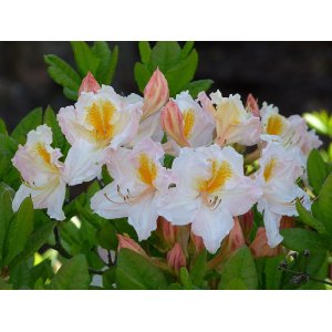 Azalka veľkokvetá (Azalea mollis) ´MÖWE´ - výška 40-60 cm, kont. C3L 