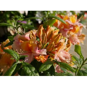 Azalka veľkokvetá (Azalea Mollis) ´PINOCCHIO´ - výška 40-60 cm, kont. C3L