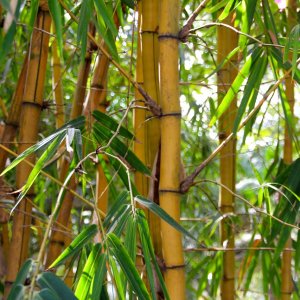 Bambus Phyllostachys bissetii - výška: 100-150 cm, kont. C5L