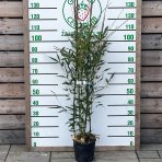 Bambus Phyllostachys bissetii - výška: 100-150 cm, kont. C5L