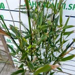 Bambus Phyllostachys bissetii - výška: 100-150 cm, kont. C5L