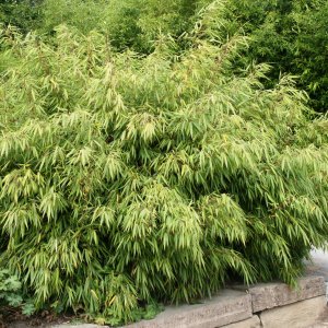 Bambus (Fargesia) ´RUFA´, výška 60-80 cm, kont. C1L (-20°C)