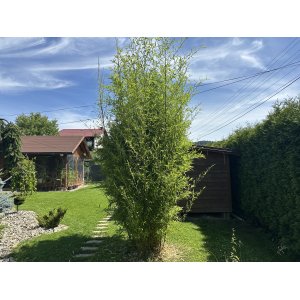 Bambus (Phyllostachys bissetii) - výška 150-175 cm, kont. C10L (-26°C)