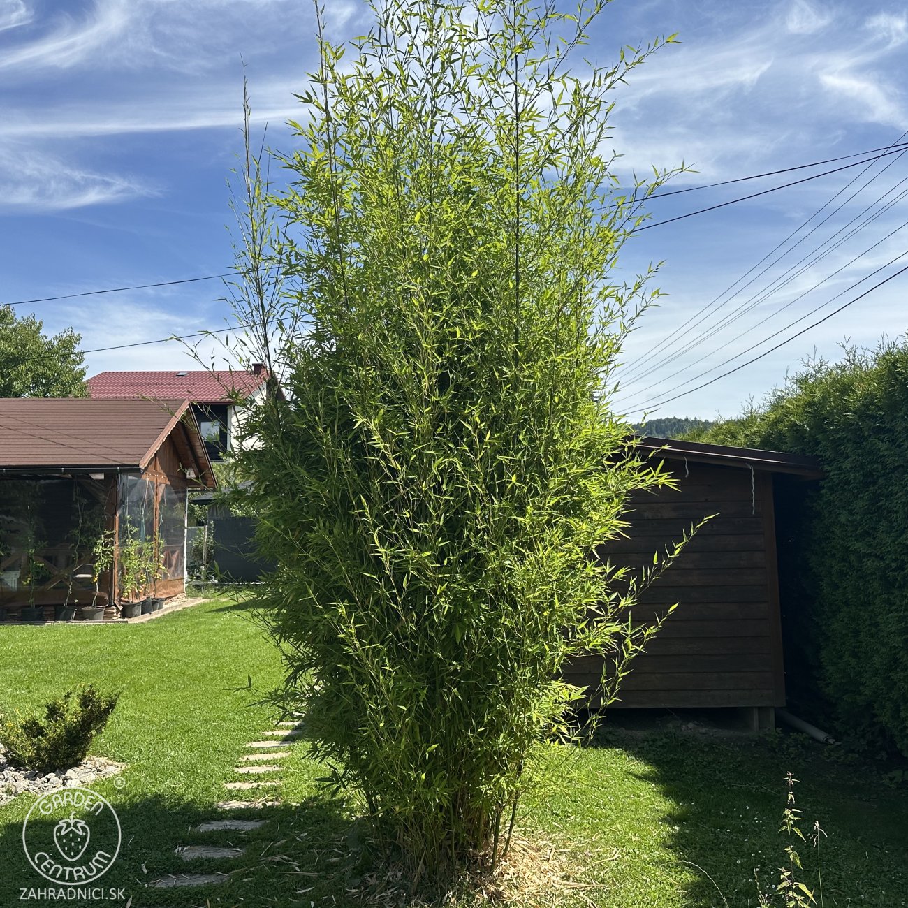 Obrázok Bambus (Phyllostachys bissetii) - výška 150-175 cm, kont. C10L (-26°C)