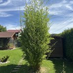 Bambus (Phyllostachys bissetii) - výška 150-175 cm, kont. C10L (-26°C)