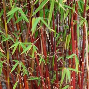 Červený bambus (Fargesia Jiuzhaigou) ´RED PANDA´, výška: 50-80 cm, kont. C1L (-27°C)