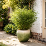 Bambus (Fargesia nitida) ´GANSU´ - výška 15-25 cm, kont. P10.5 (-20°C) 