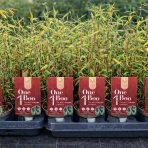 Bambus (Fargesia) ´JIUZHAIGOU´ - výška 20-30 cm, kont. P10.5 (-25 °C)