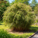 Bambus (Fargesia) ´JIUZHAIGOU´ - výška 20-30 cm, kont. P10.5 (-25 °C)