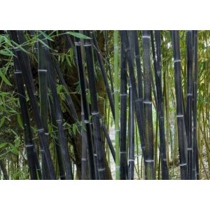 Bambus čierny (Phyllostachys nigra) - výška 40-50 cm, kont. C2L