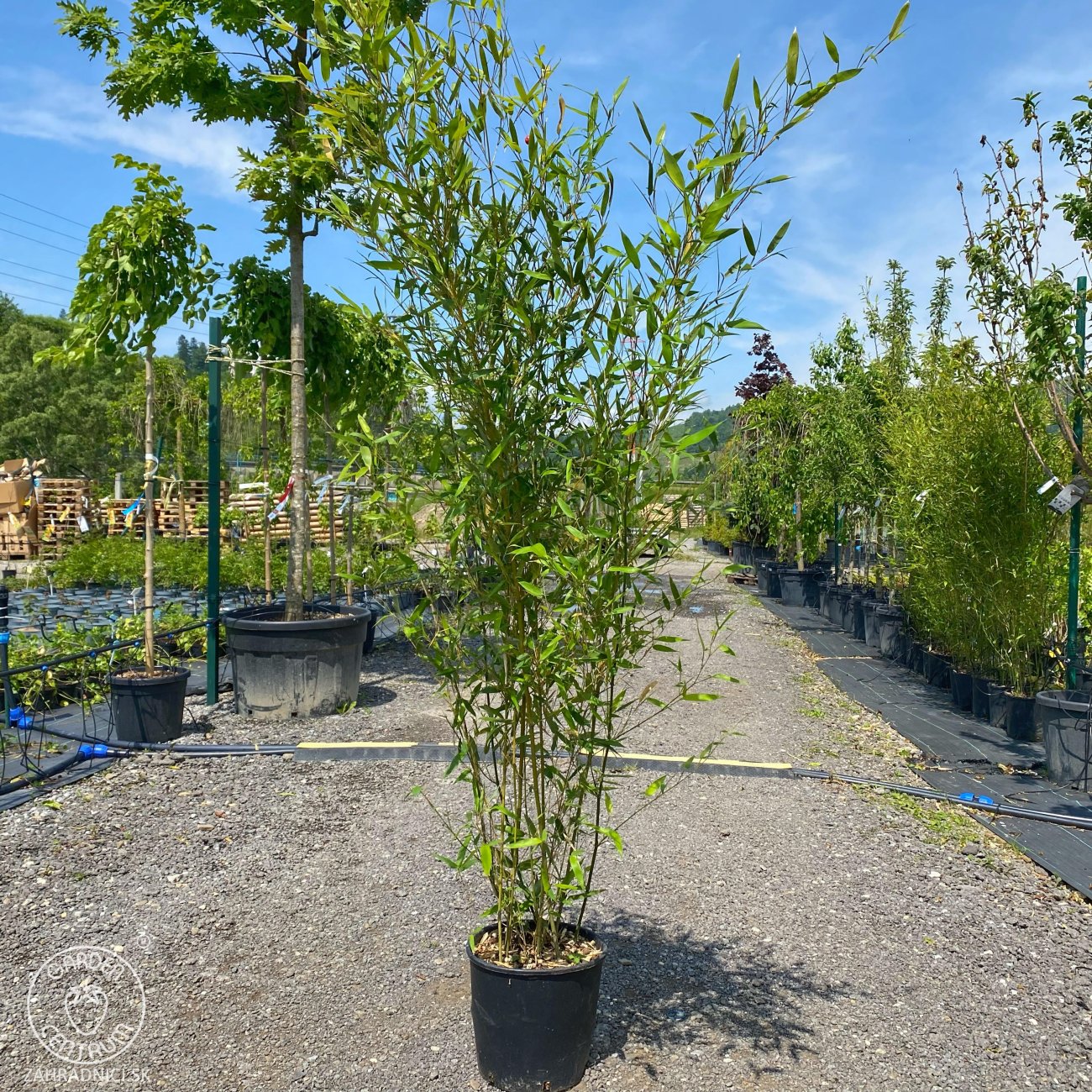 Bambus (Phyllostachys bissetii) | 150-175 cm | zahradnici.sk