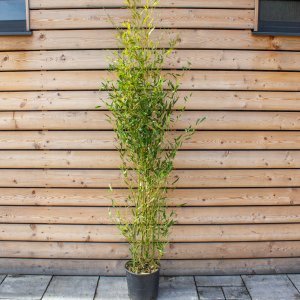 Bambus Phyllostachys bissetii - výška 150-180 cm, kont. C12L