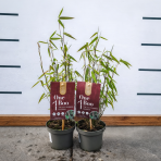 Bambus (Fargesia robusta) ´PINGWU´ - výška 30-40 cm, kont. P10,5