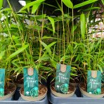 Bambus (Fargesia robusta) ´PINGWU´ - výška 30-40 cm, kont. P10,5