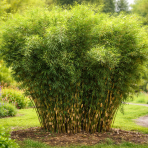 Bambus (Fargesia robusta) ´PINGWU´ - výška 30-40 cm, kont. P10,5