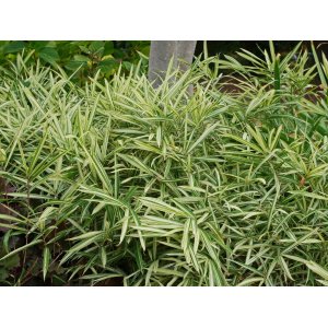Bambus (Pleioblastus fortunei) ´VARIEGATA´ - výška 10-20 cm, kont. C3L (-20°C)