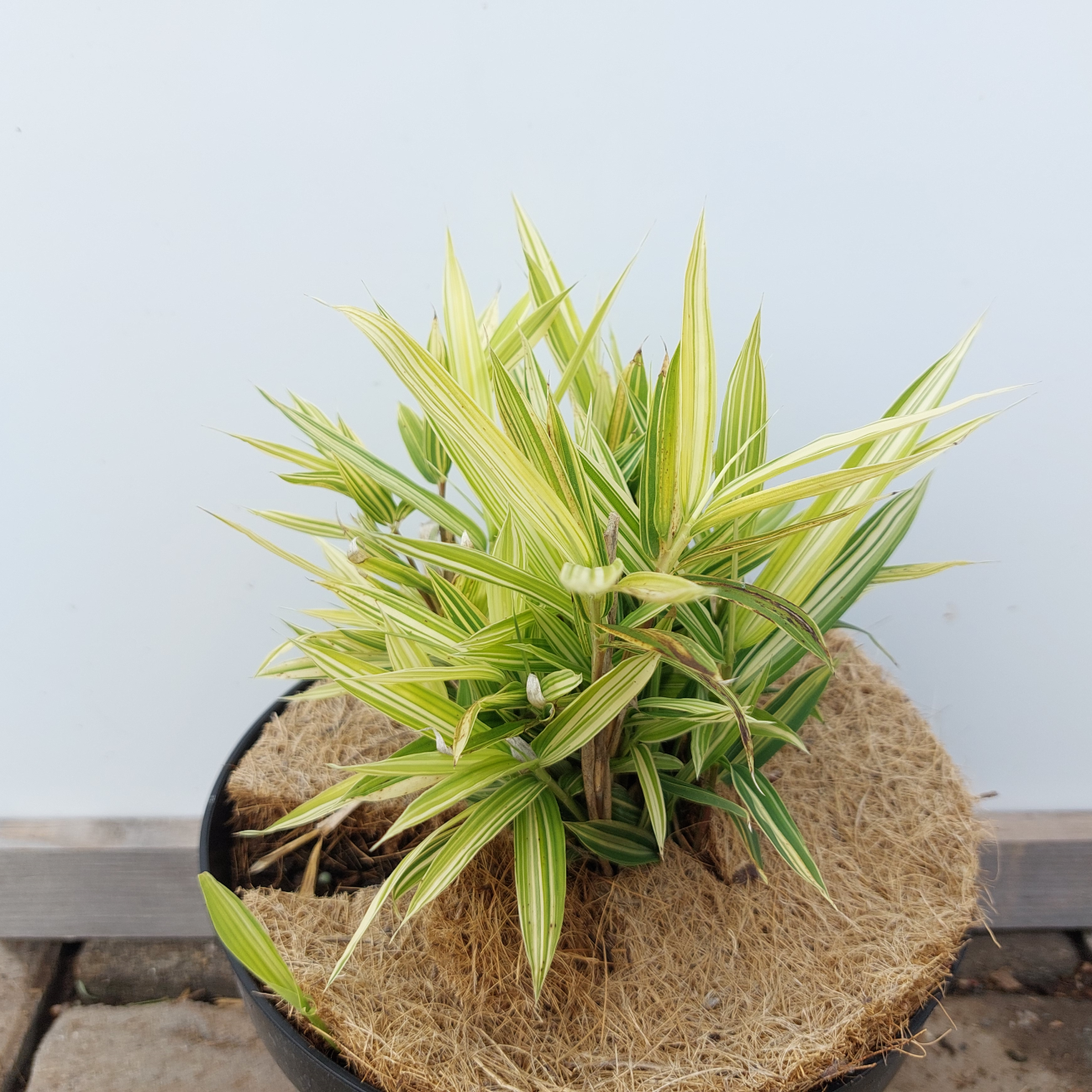 Bambus VARIEGATA | 10-20 cm | zahradnici.sk