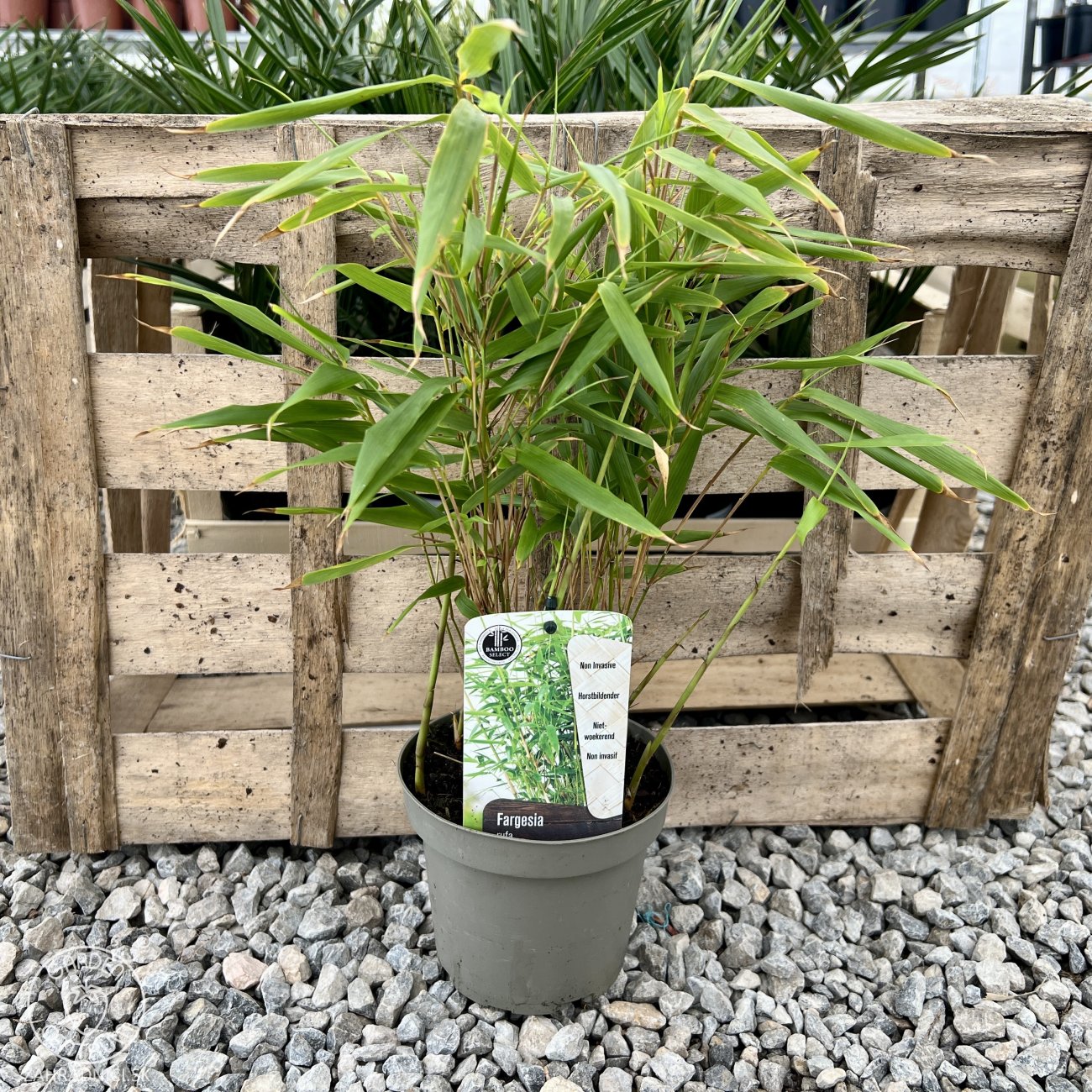 Bambus RUFA | 15-25 cm | zahradnici.sk