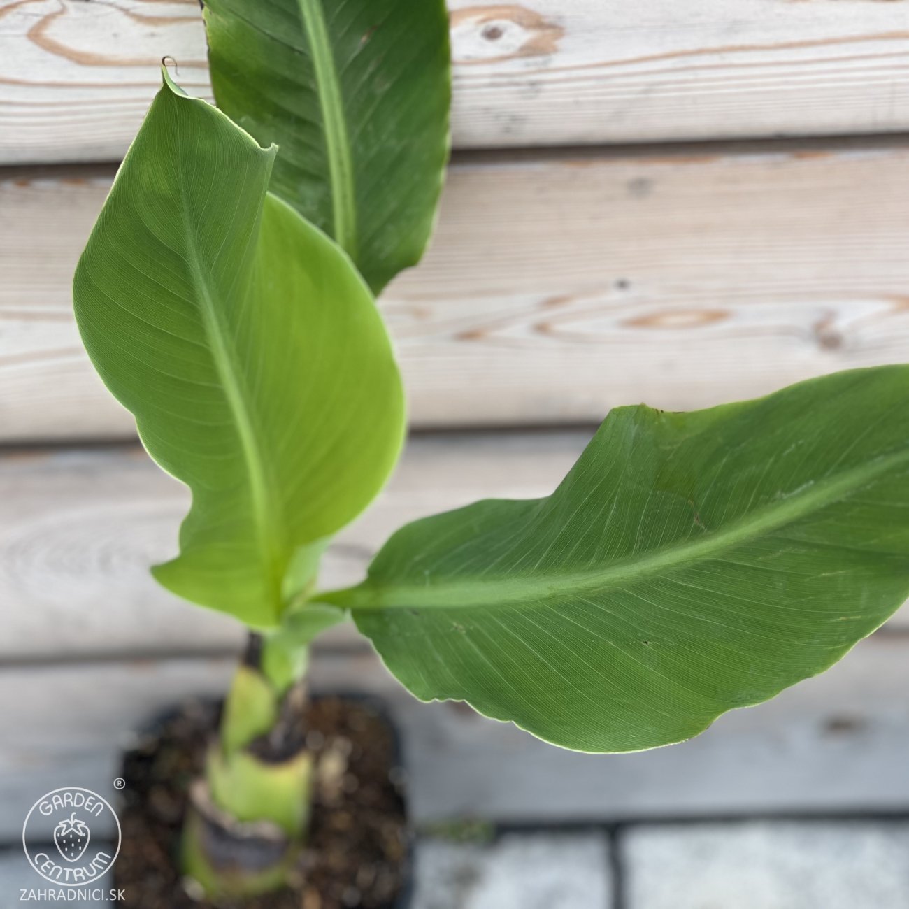 Obrázok Banánovník lotosový (Musella lasiocarpa) - výška 70-80 cm, kont. P11 (-10°C)